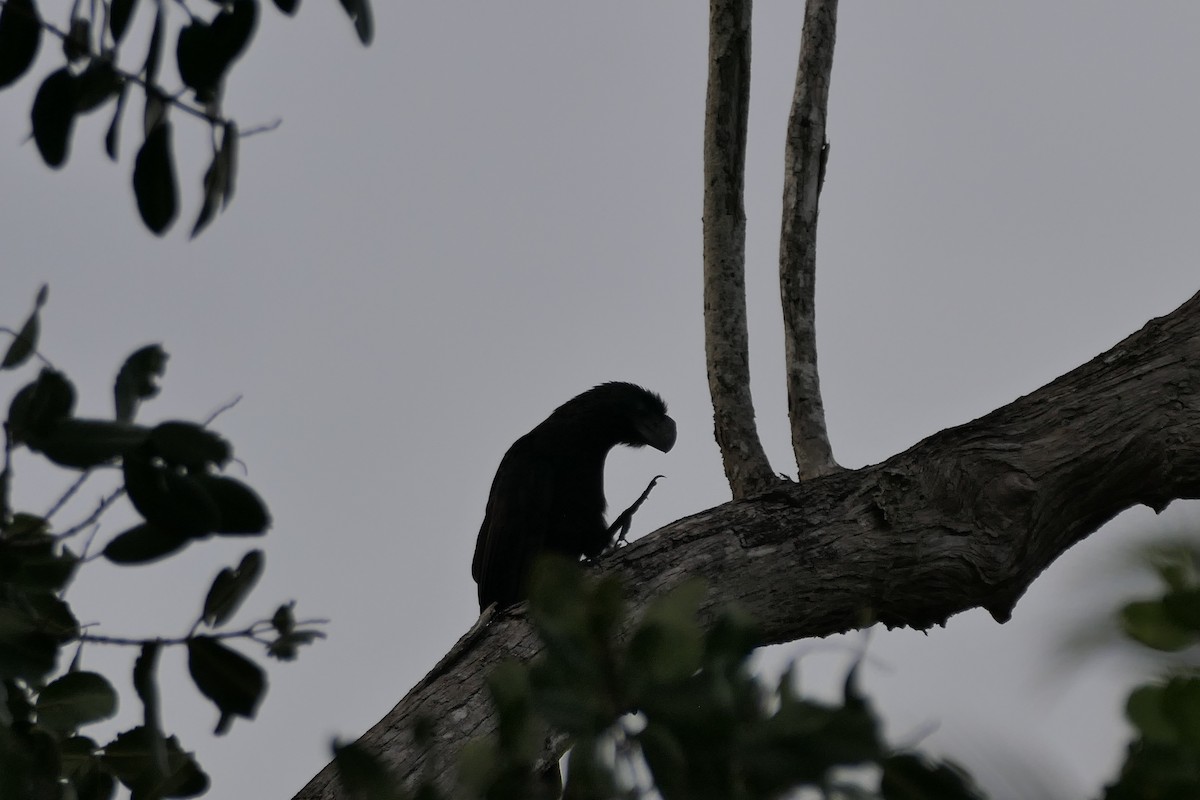 Ані товстодзьобий - ML645758904
