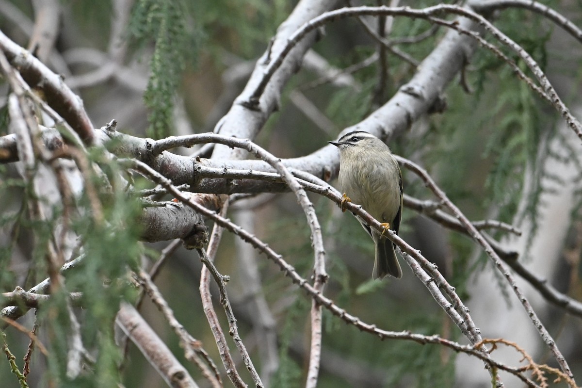 Golden-crowned Kinglet - ML645758909