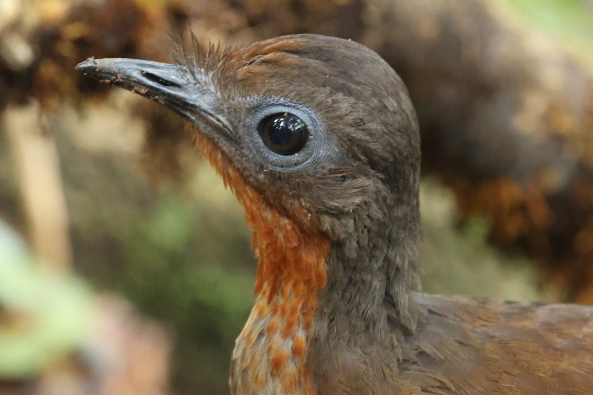 Albert's Lyrebird - ML645758910