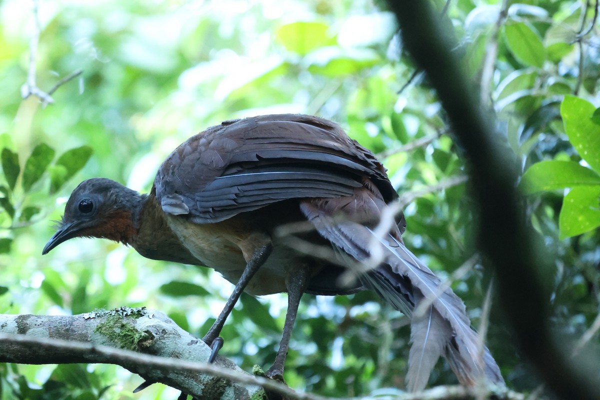 Albert's Lyrebird - ML645758911