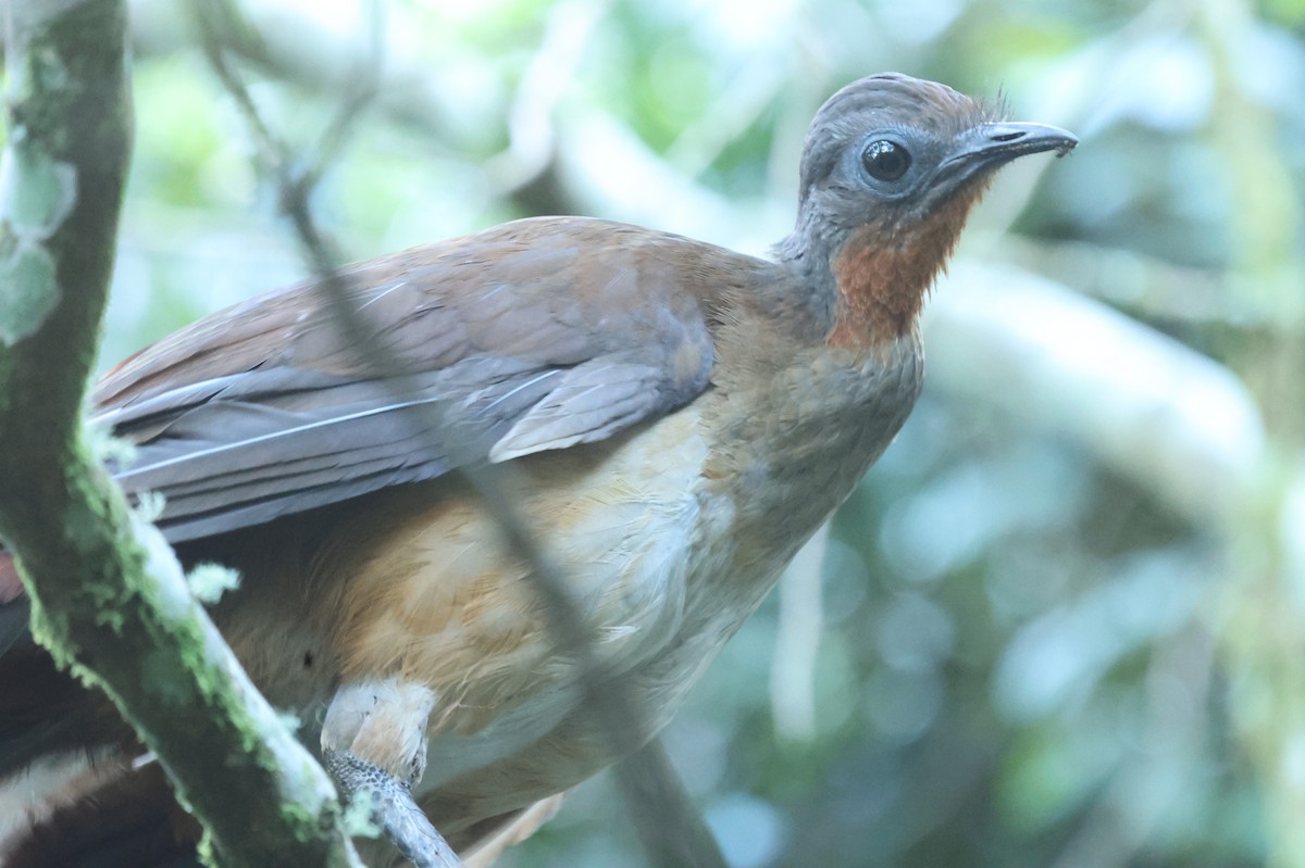 Albert's Lyrebird - ML645758912