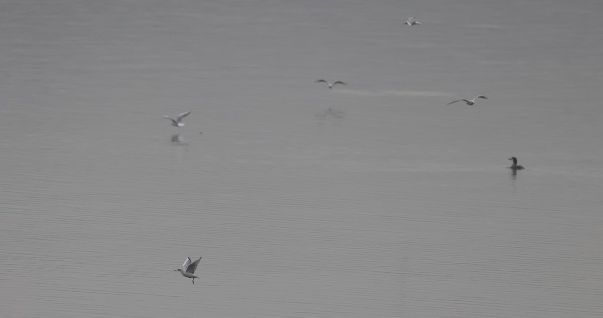 Bonaparte's Gull - ML645758914