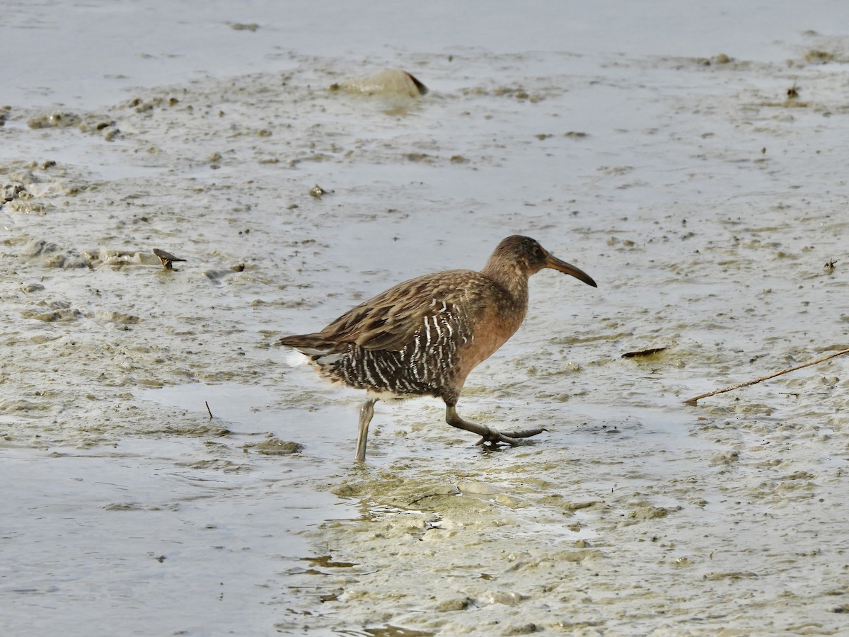 Clapper Rail - ML645758916
