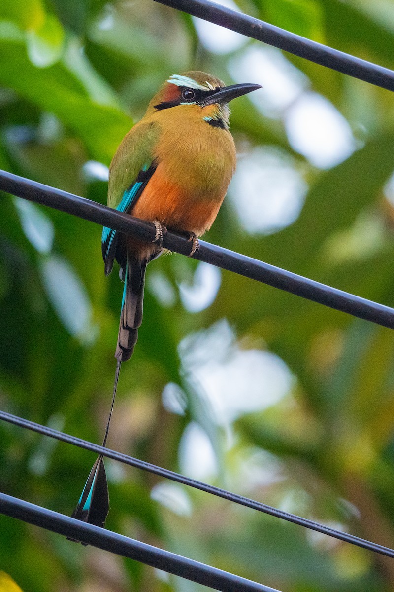 Turquoise-browed Motmot - ML645758917