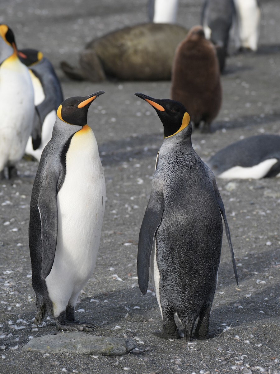 King Penguin - ML645758918
