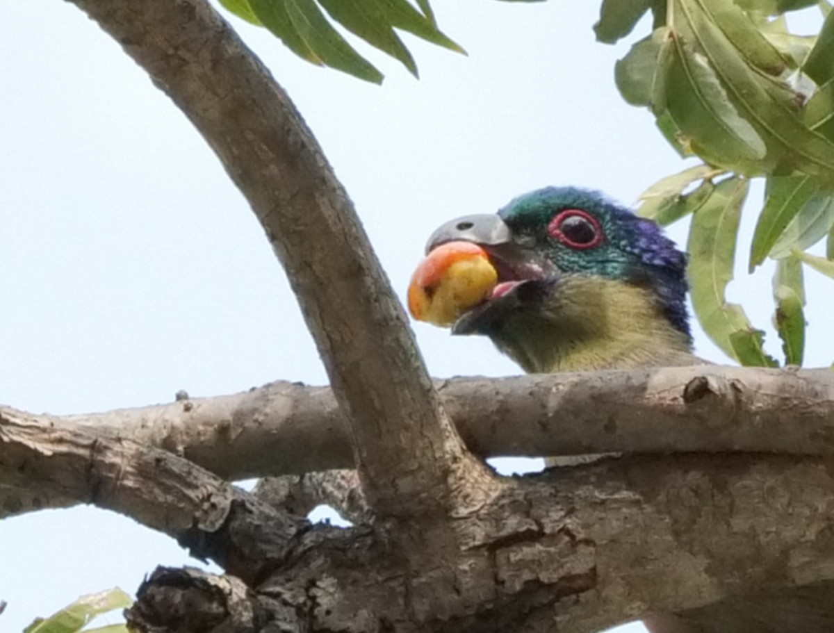 Purple-crested Turaco - ML645758920