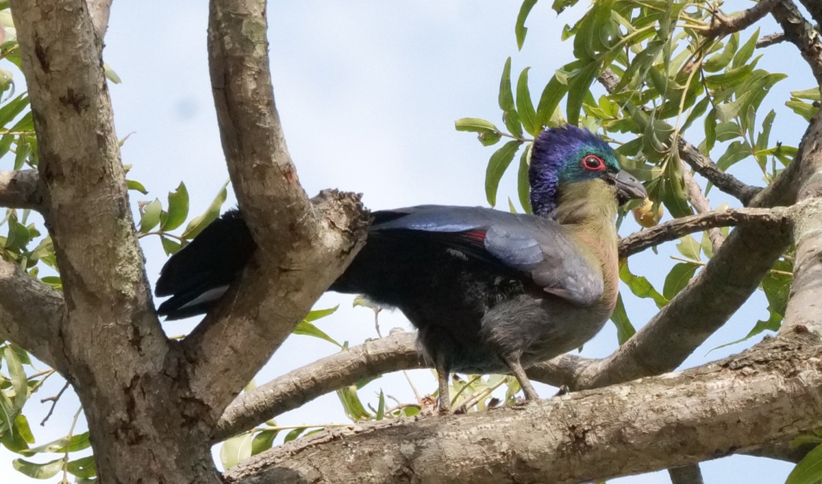 Purple-crested Turaco - ML645758922