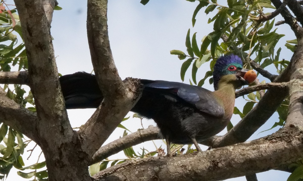 Purple-crested Turaco - ML645758923