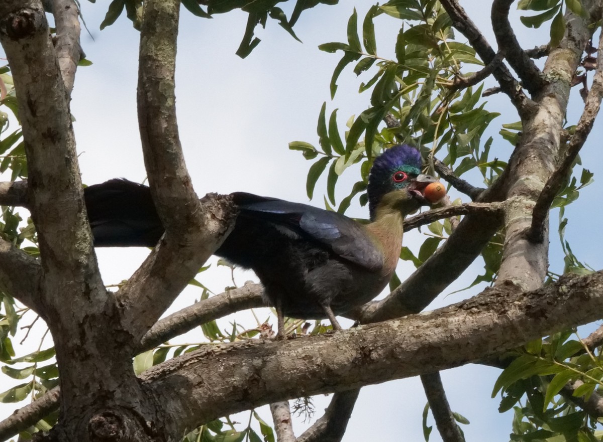 Purple-crested Turaco - ML645758925