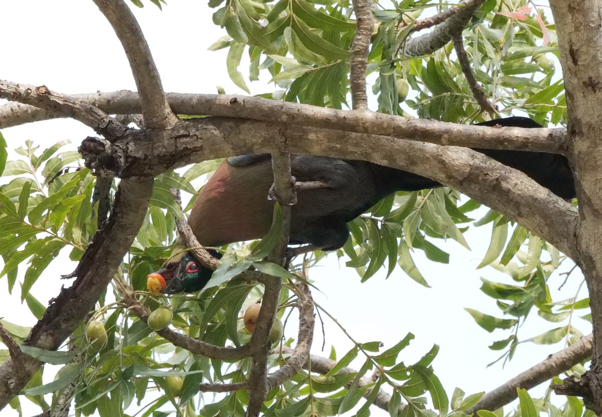 Purple-crested Turaco - ML645758927