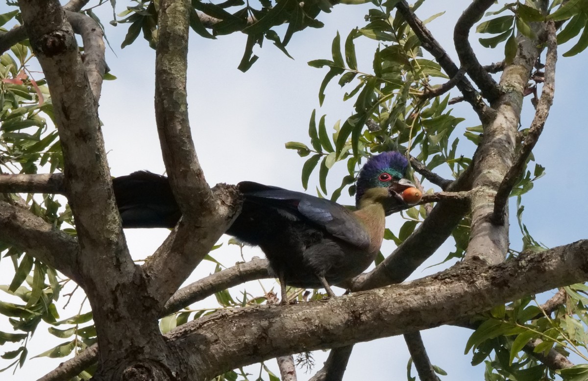 Purple-crested Turaco - ML645758928