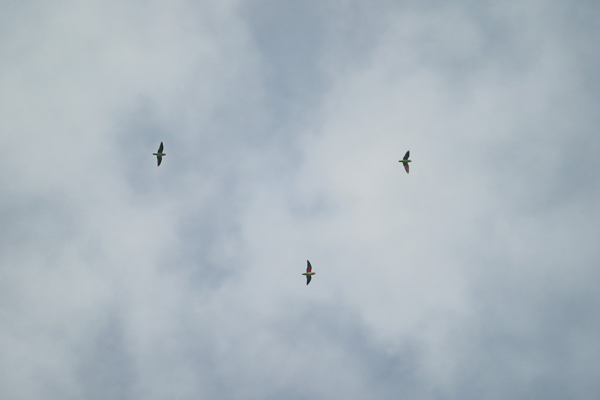 Blue-rumped Parrot - ML645758930