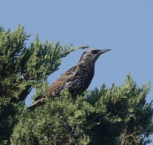 歐洲椋鳥 - ML645758932