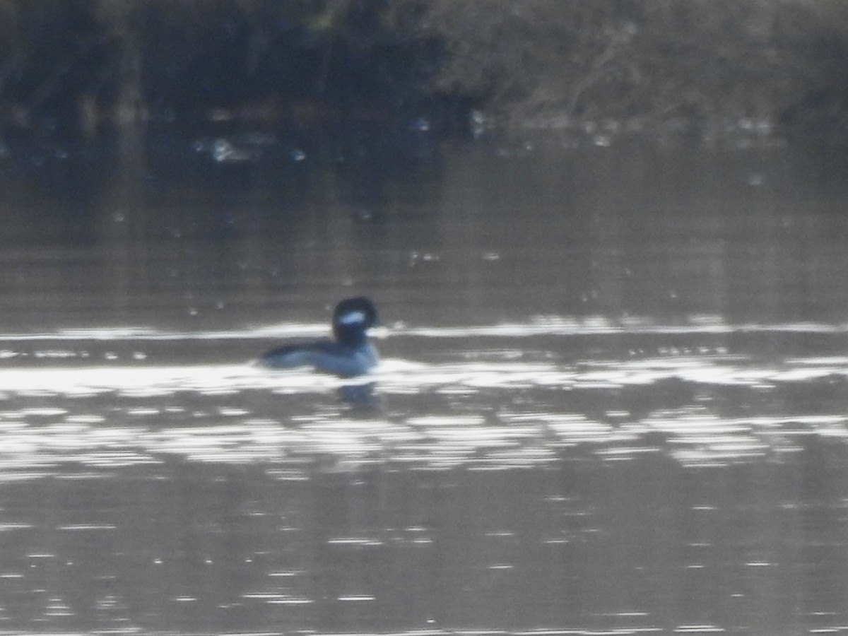 Bufflehead - ML645758933