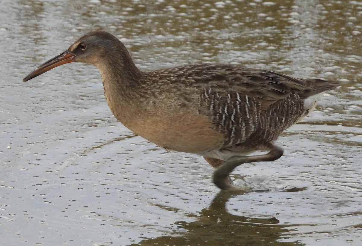 Clapper Rail - ML645758934