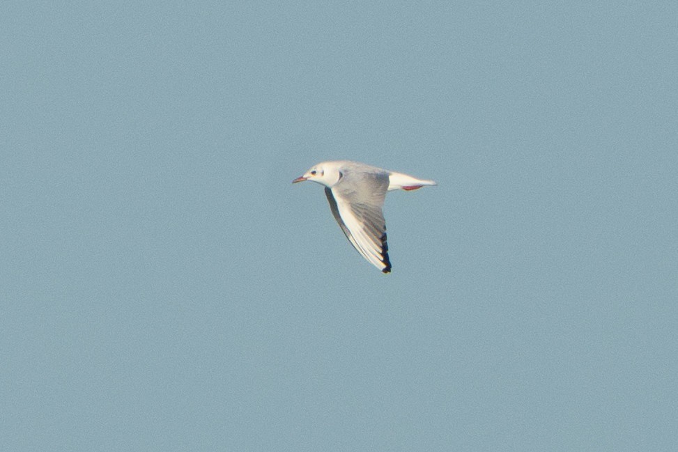 紅嘴鷗 - ML645758936