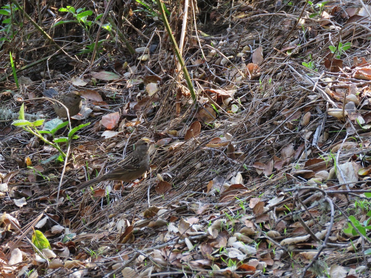 Golden-crowned Sparrow - ML645758938