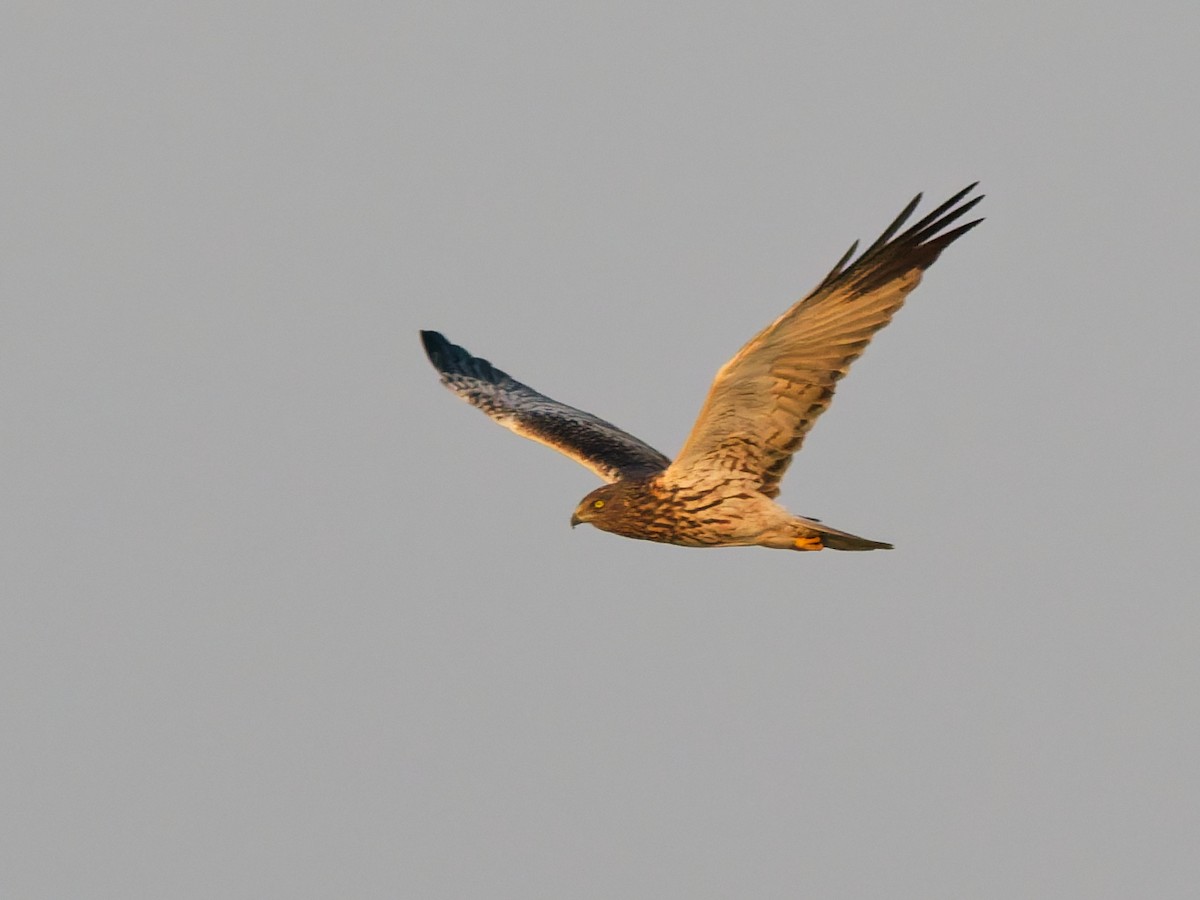 東方澤鵟 - ML645758940