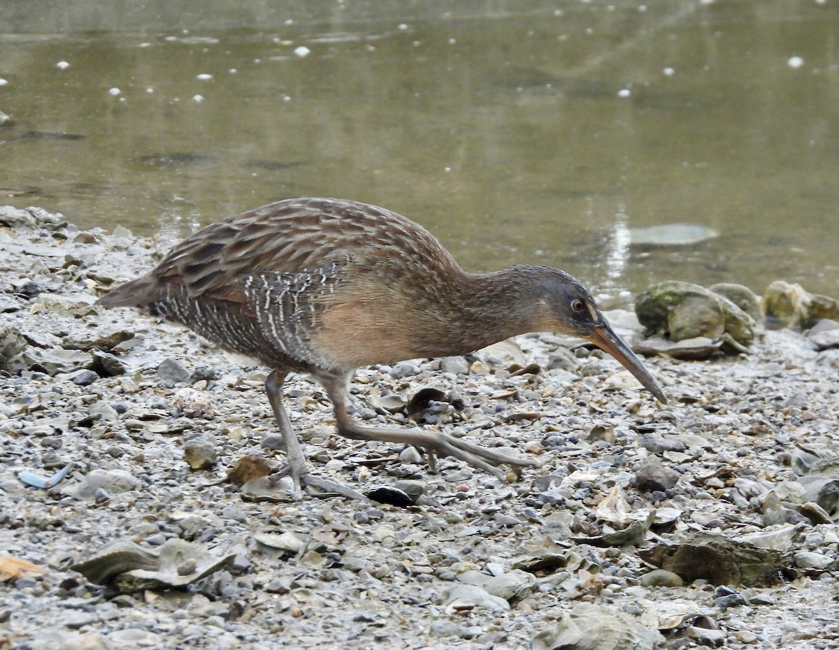 Clapper Rail - ML645758941