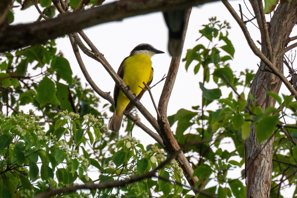 Great Kiskadee - ML645758942