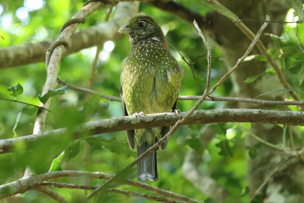 Green Catbird - ML645758943