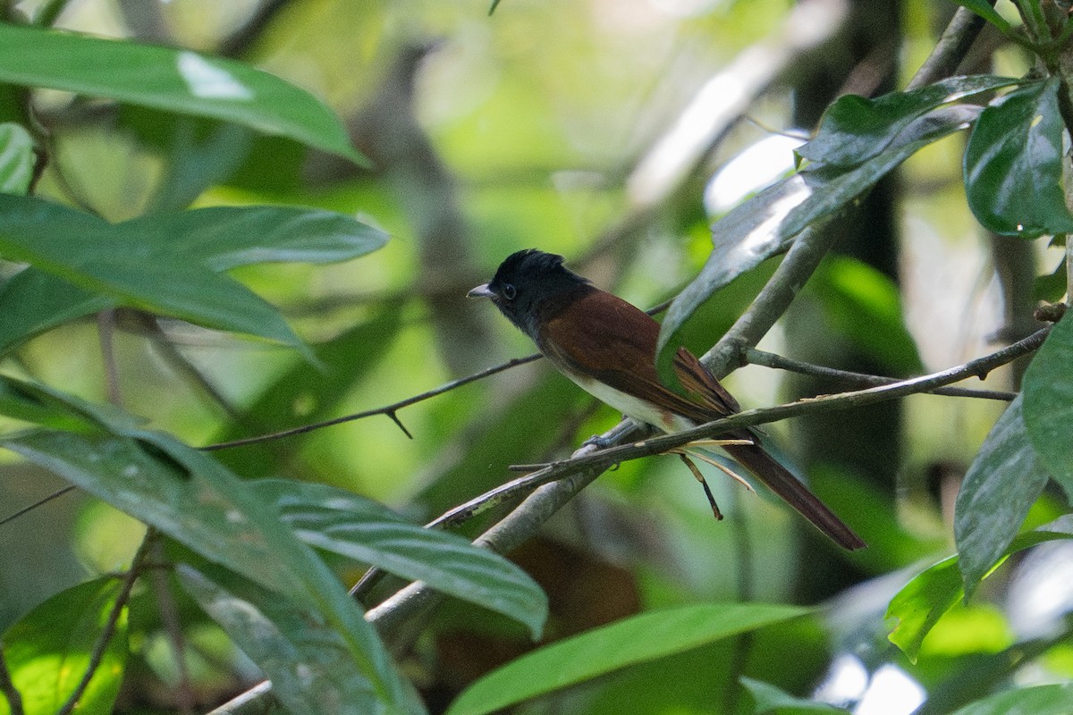 紫綬帶 - ML645758944