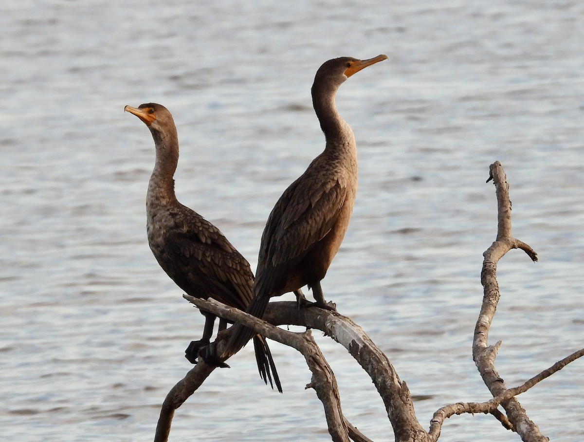 Double-crested Cormorant - ML645758945