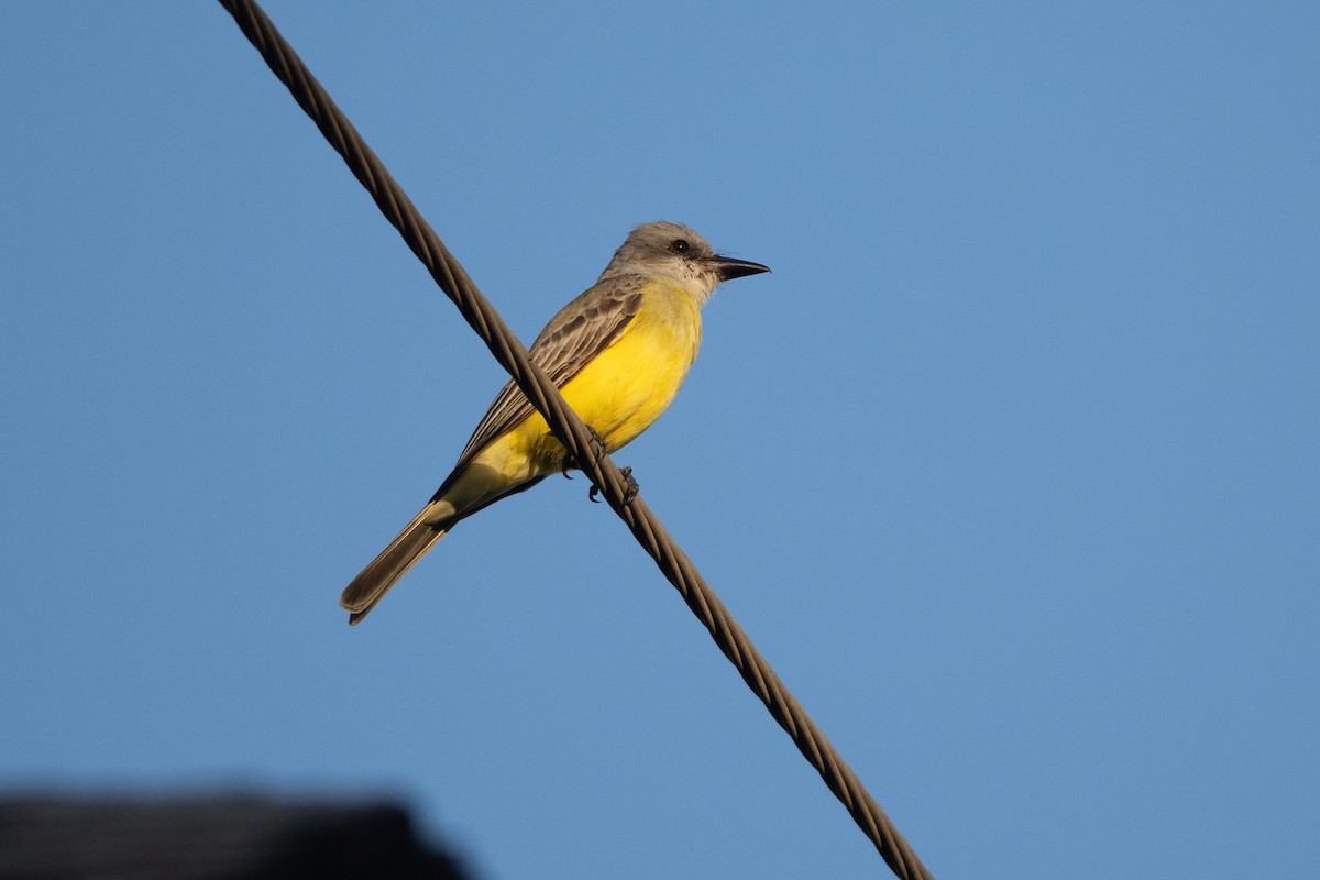 Tropical Kingbird - ML645758946