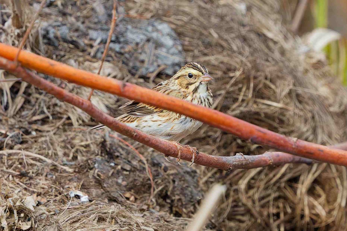 稀樹草鵐 - ML645758947