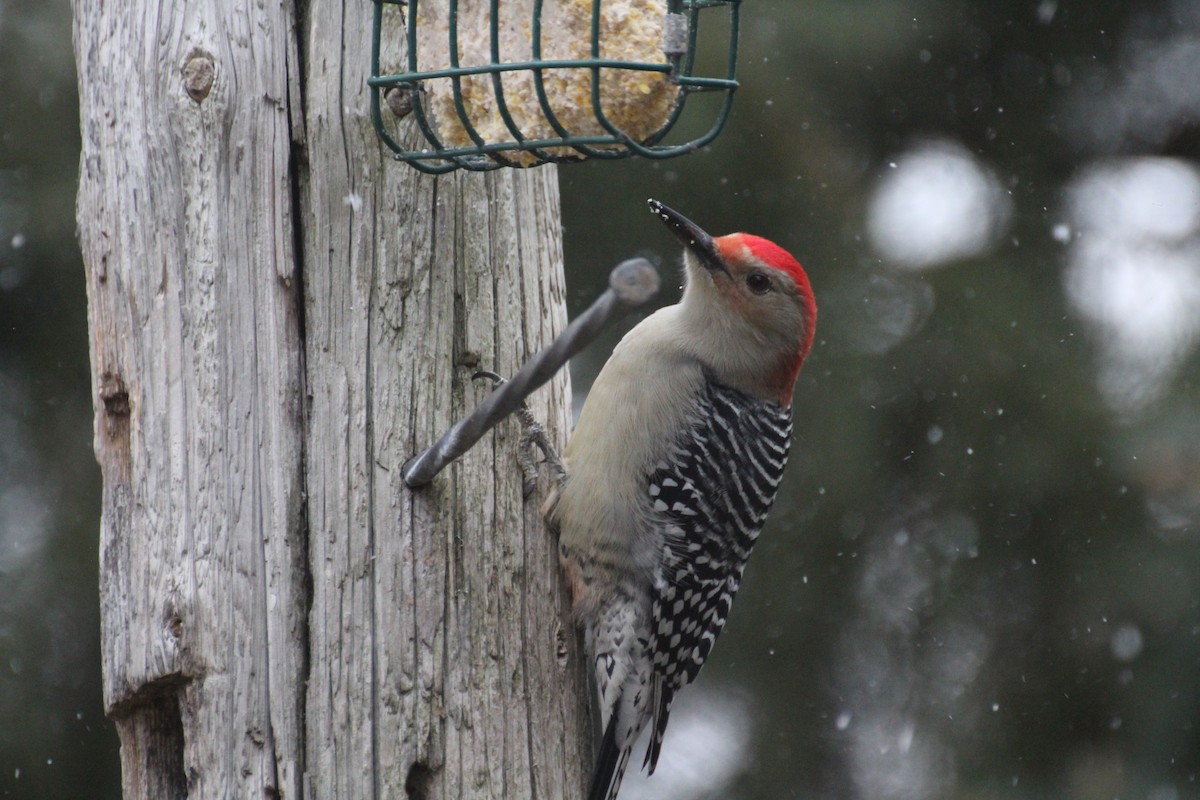 Carpintero de Carolina - ML645758951