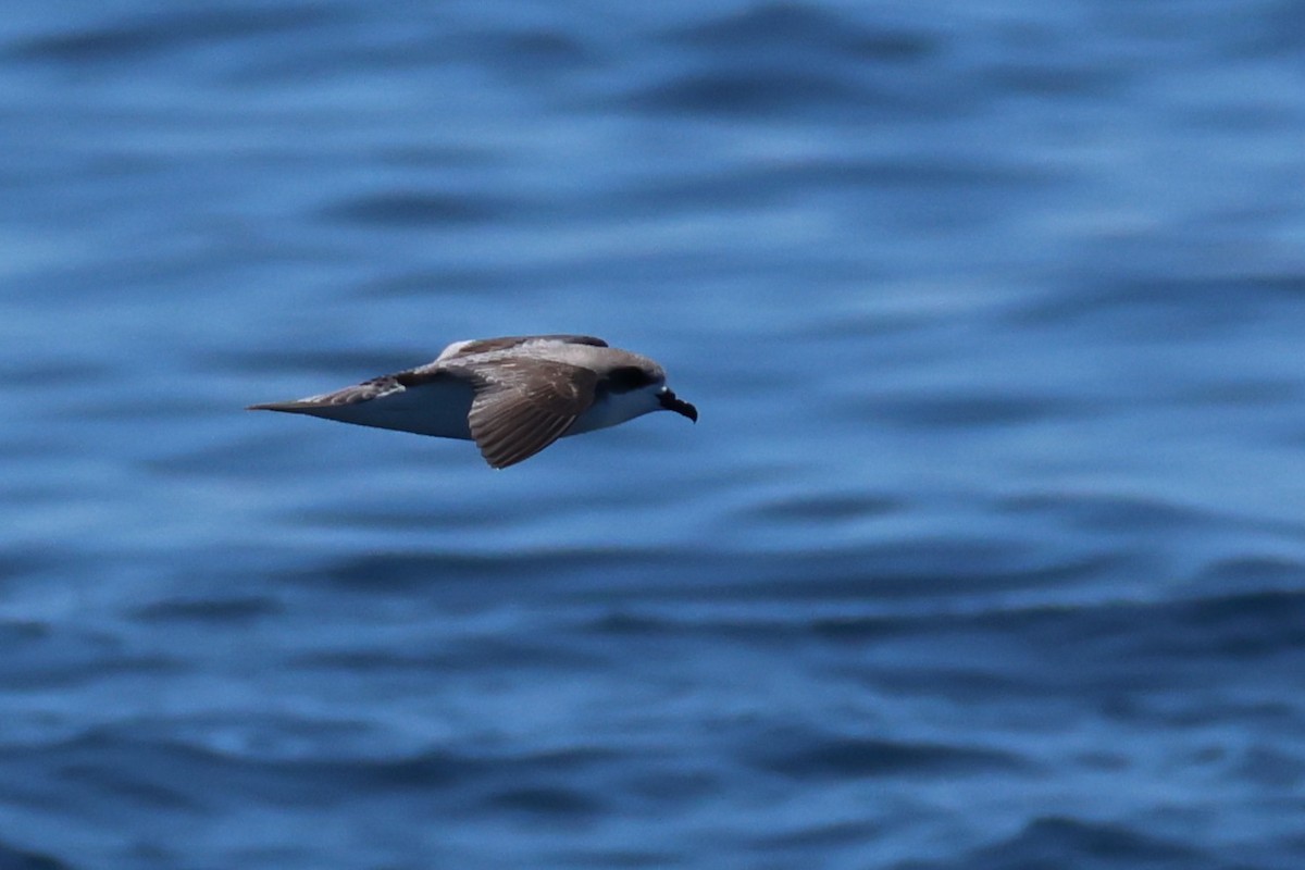 Pycroft's Petrel - ML645758955
