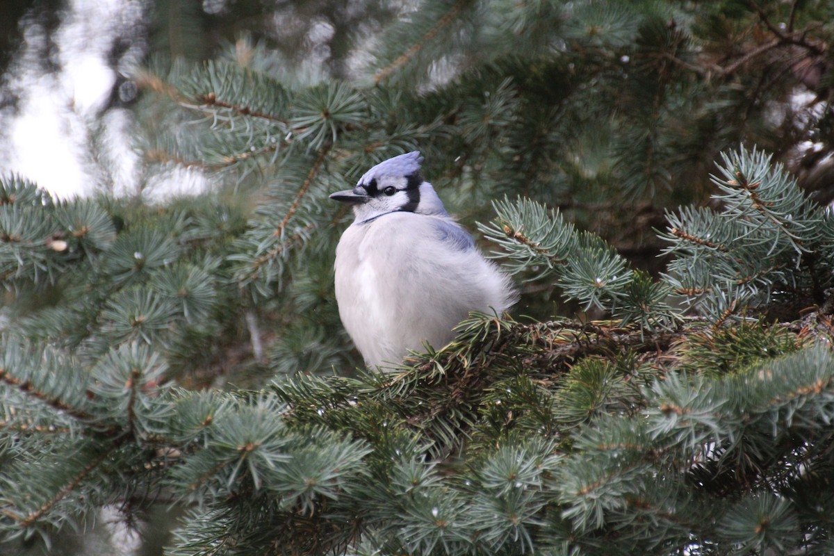 Blue Jay - ML645758973