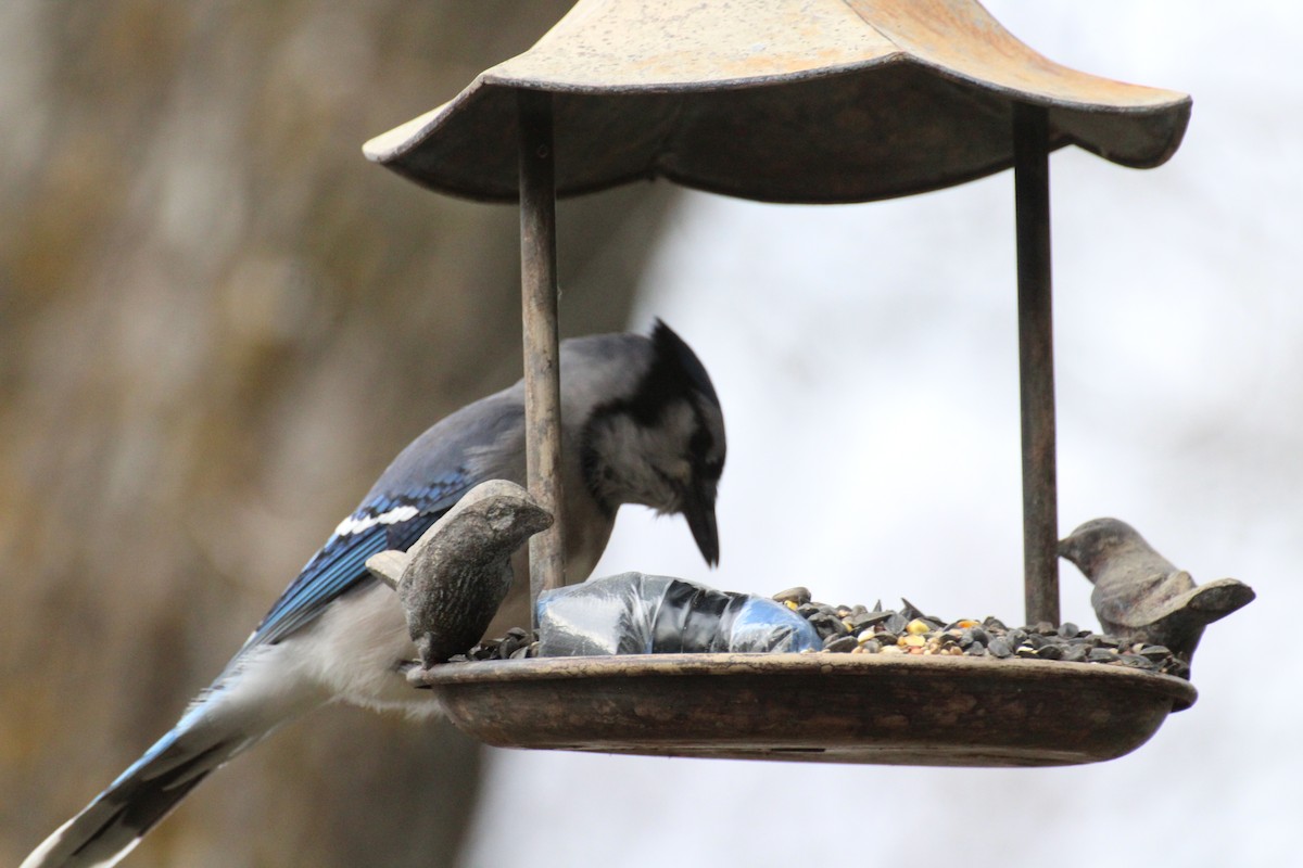 Blue Jay - ML645758979