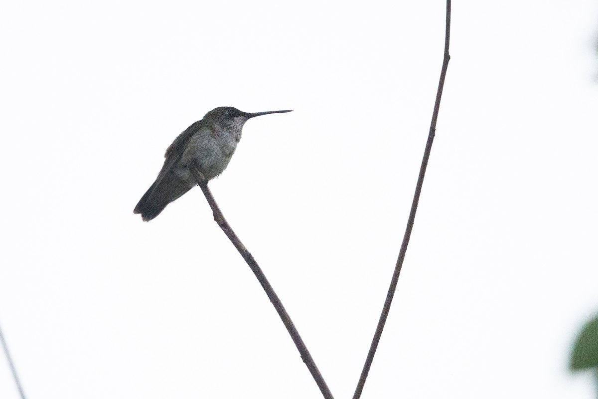 Колібрі рубіновогорлий - ML645758992