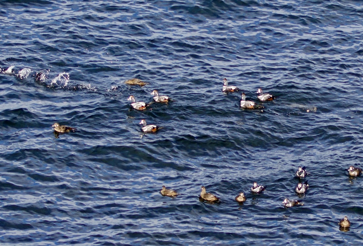 Harlequin Duck - ML645758998
