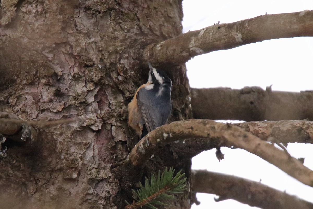 brhlík americký - ML645758999