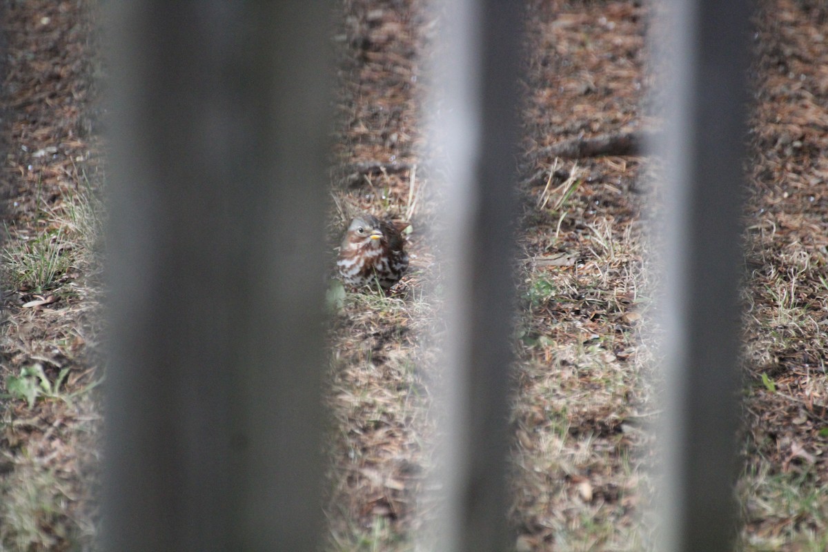 Fox Sparrow - ML645759001