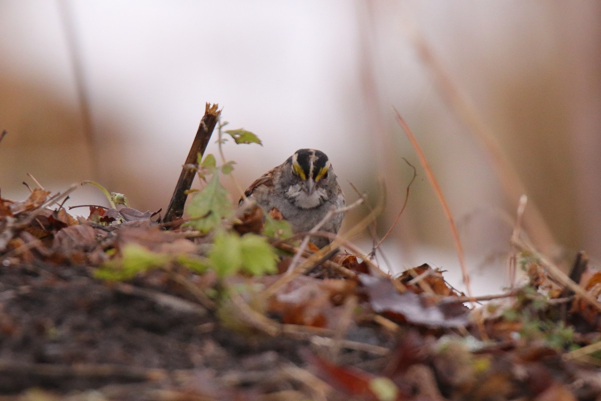 strnadec bělohrdlý - ML645759007