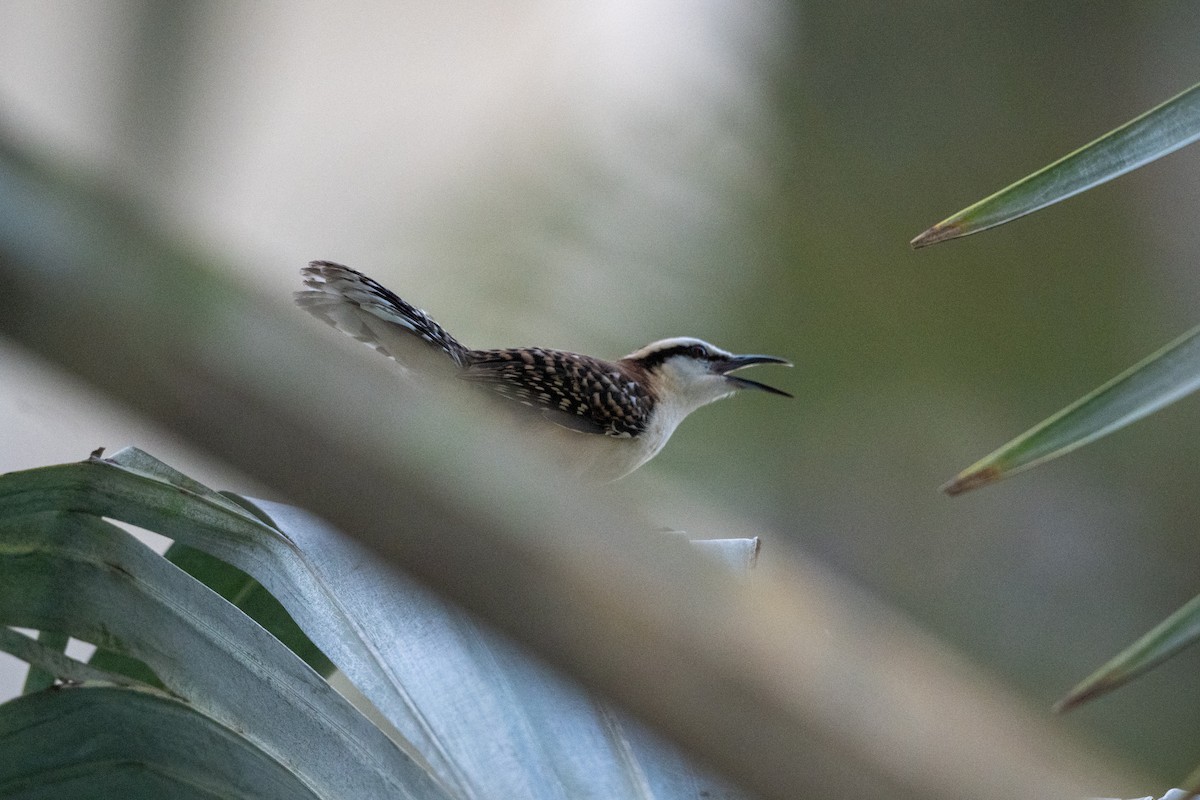 Rufous-backed Wren - ML645759008