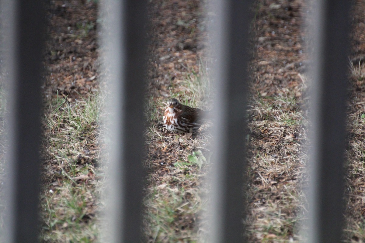 Fox Sparrow - ML645759011