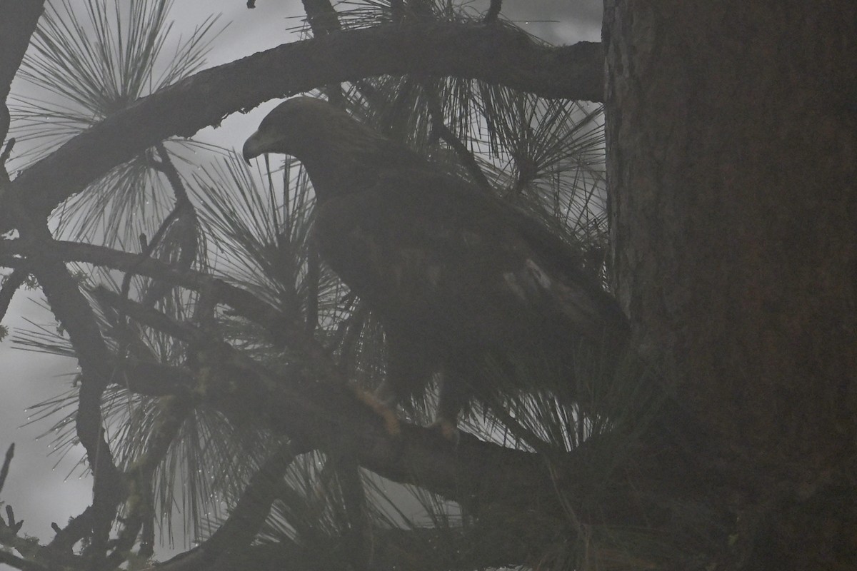 Golden Eagle - ML645759012