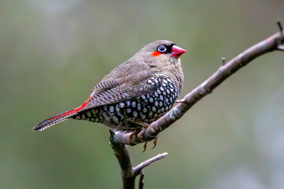 Red-eared Firetail - ML645759020