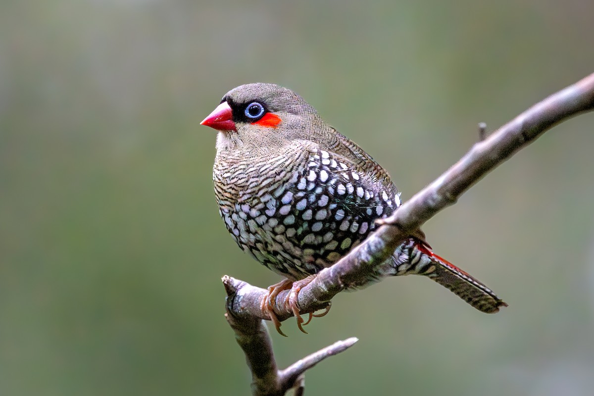 Red-eared Firetail - ML645759021
