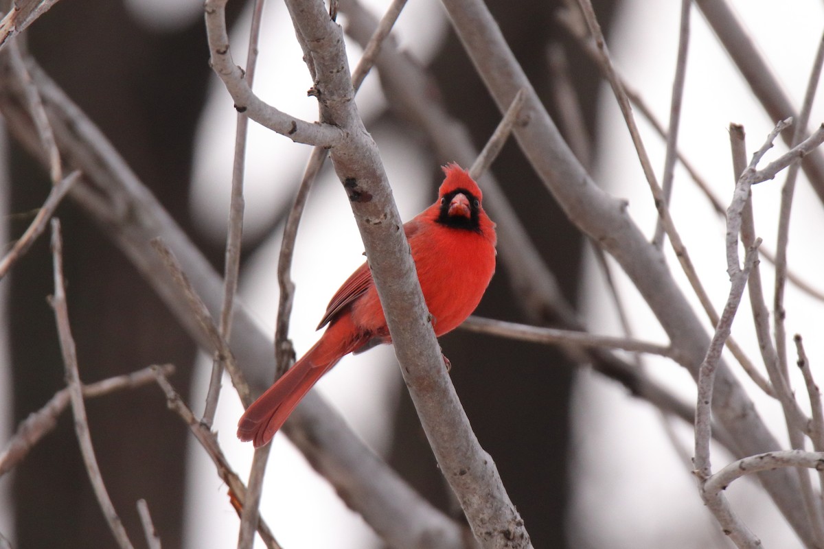 kardinál červený - ML645759031