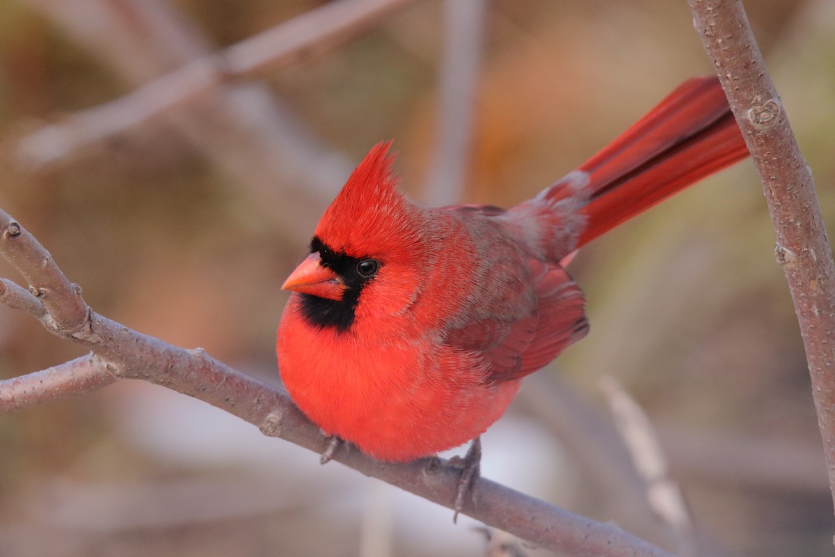 Kardinal arrunta - ML645759033