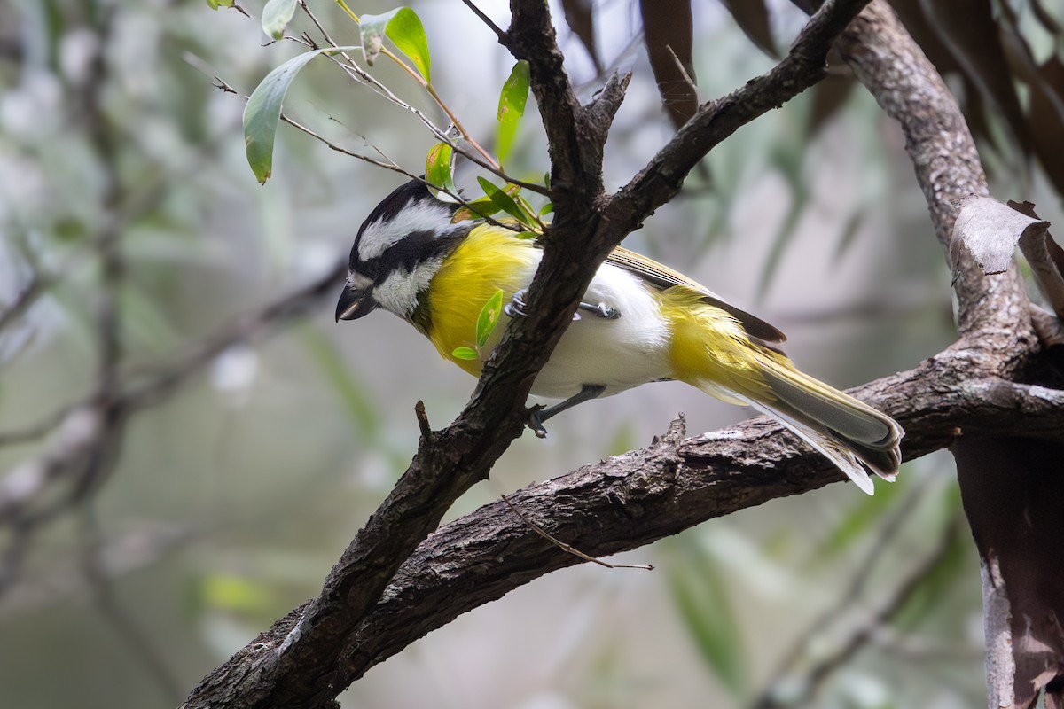 Western Shrike-tit - ML645759037