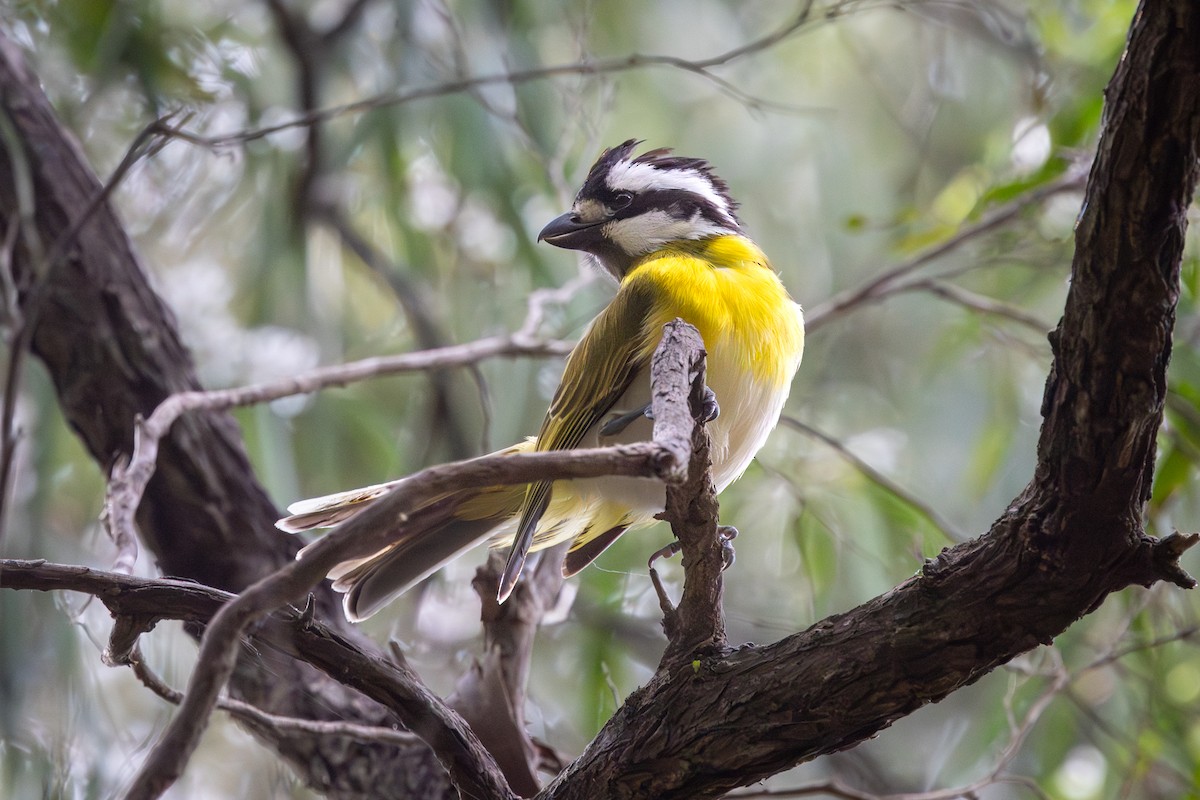 Western Shrike-tit - ML645759038