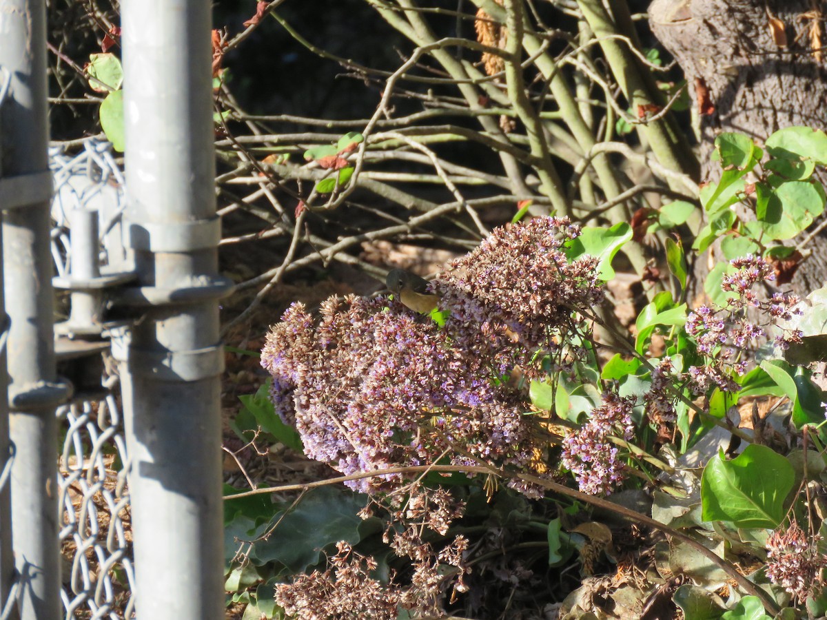 Erregetxo mottogorria - ML645759045