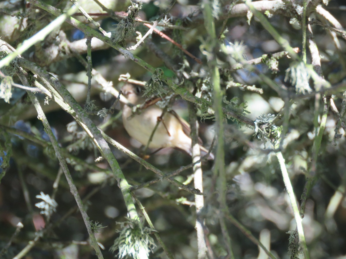 Erregetxo mottogorria - ML645759046