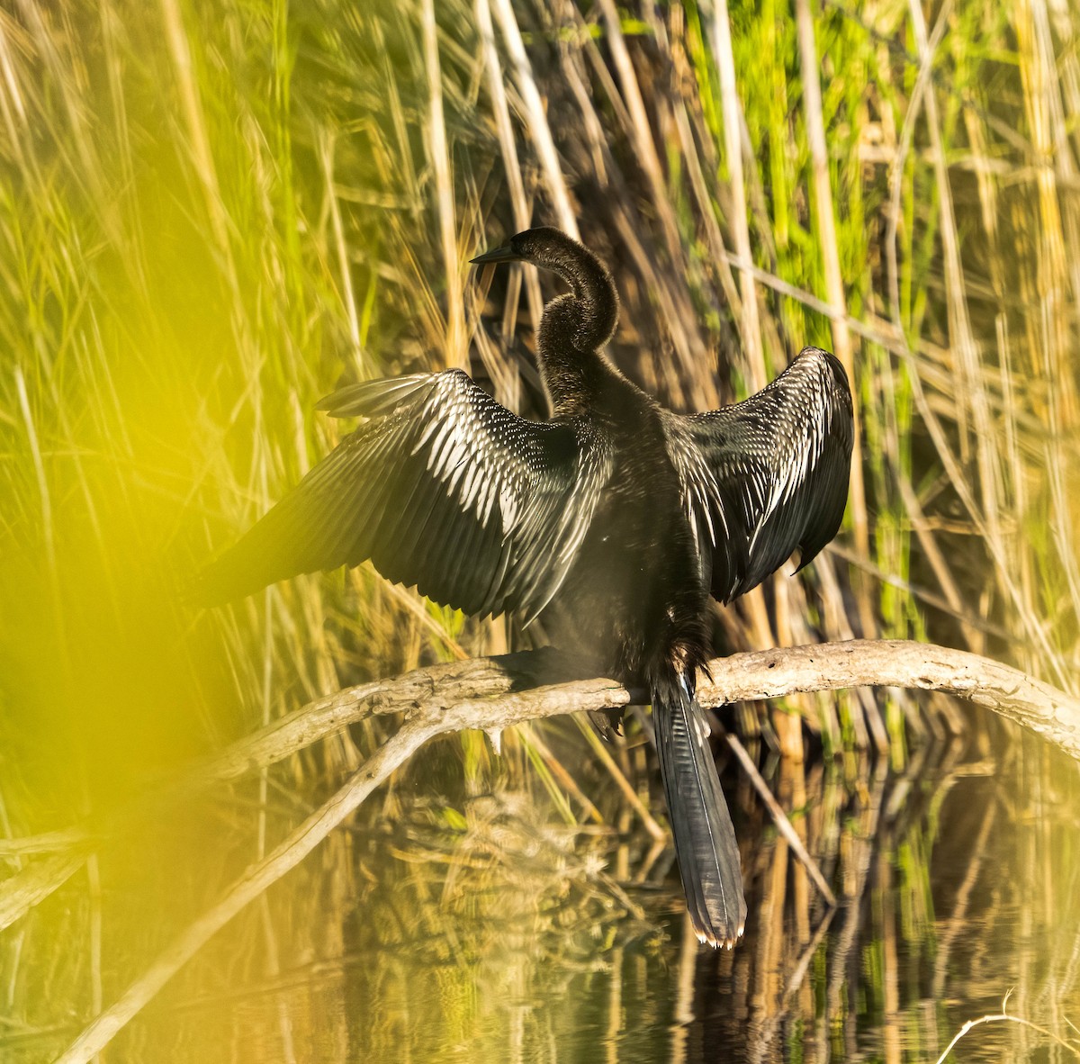 Anhinga amerikarra - ML645759048